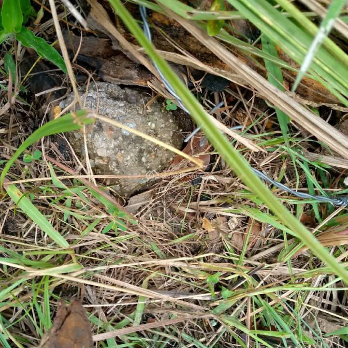 60acres  Each at 12m ,13km From Kikyusa Town, Luweero, Central Region, Land for Sale