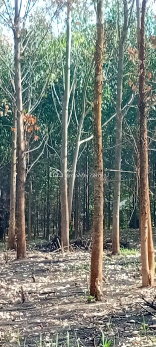 5 Acres of Private Mailo Land at Semuto, 7km Off Semuto Town Wobulenzi Rd, Nakaseke, Central Region, Mixed-use Land for Sale