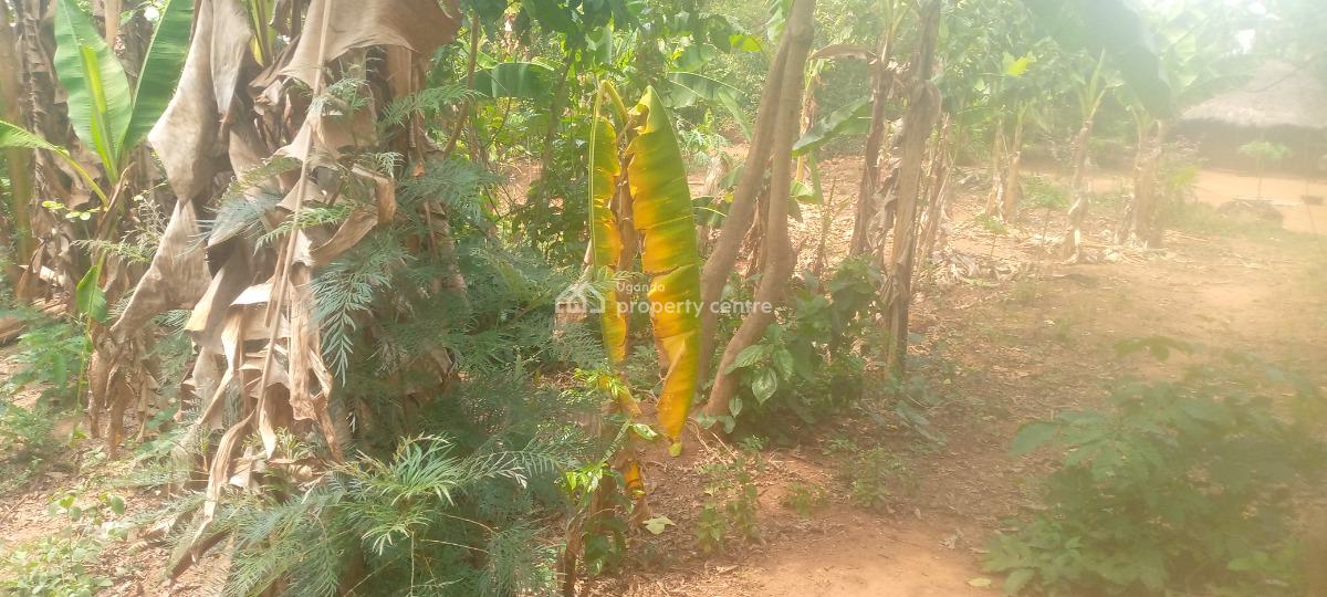 100ft By 50ft Plot of Land in a Well Developed Area, Pallisa Town Council, Hospital Ward Parish, Kinomu B, Igoe Street, Pallisa, Pallisa, Eastern Region, Residential Land for Sale