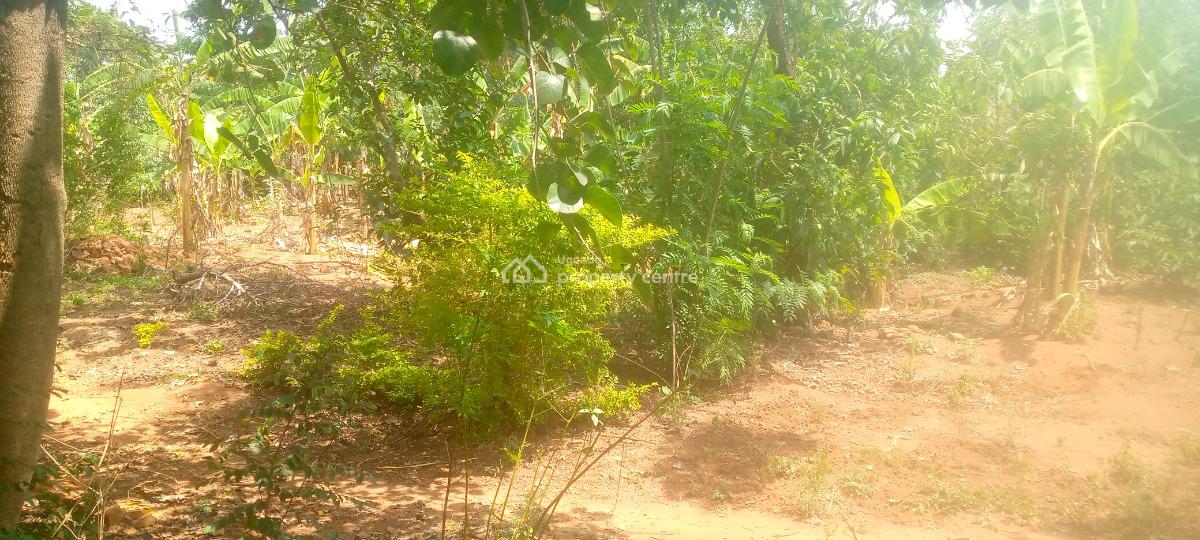 100ft By 50ft Plot of Land in a Well Developed Area, Pallisa Town Council, Hospital Ward Parish, Kinomu B, Igoe Street, Pallisa, Pallisa, Eastern Region, Residential Land for Sale