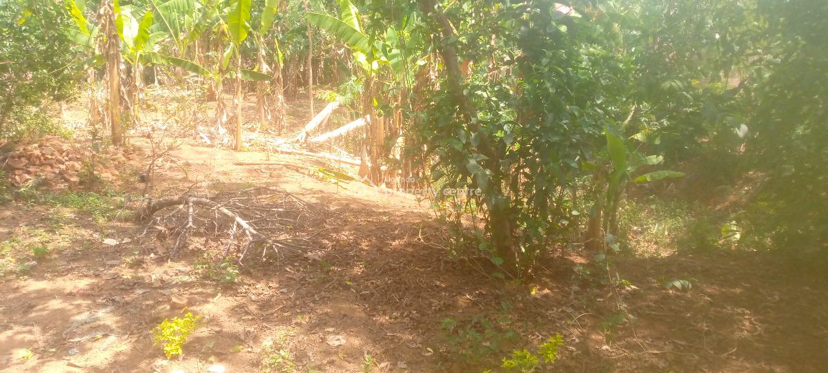 100ft By 50ft Plot of Land in a Well Developed Area, Pallisa Town Council, Hospital Ward Parish, Kinomu B, Igoe Street, Pallisa, Pallisa, Eastern Region, Residential Land for Sale