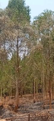 5 Acres of Private Mailo Land at Semuto, 7km Off Semuto Town Wobulenzi Rd, Nakaseke, Central Region, Mixed-use Land for Sale