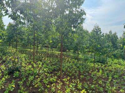 2.25 Acres of Land in Zziba, Kasanje, Wakiso, Kasanje, Wakiso, Central Region, Mixed-use Land for Sale