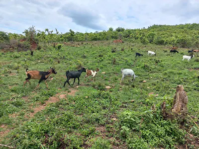 Acres for Sale