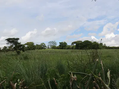 8 Acres of Land with Natural Water Spring — Kyenjojo, Western Region
